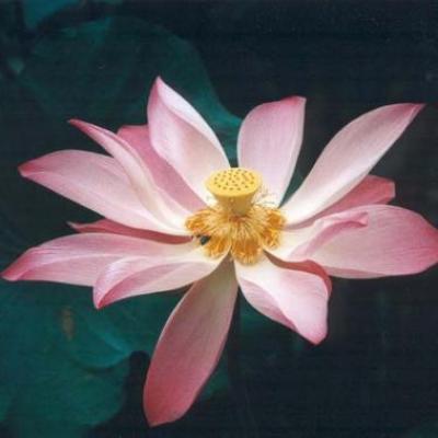 Lahochi lotus